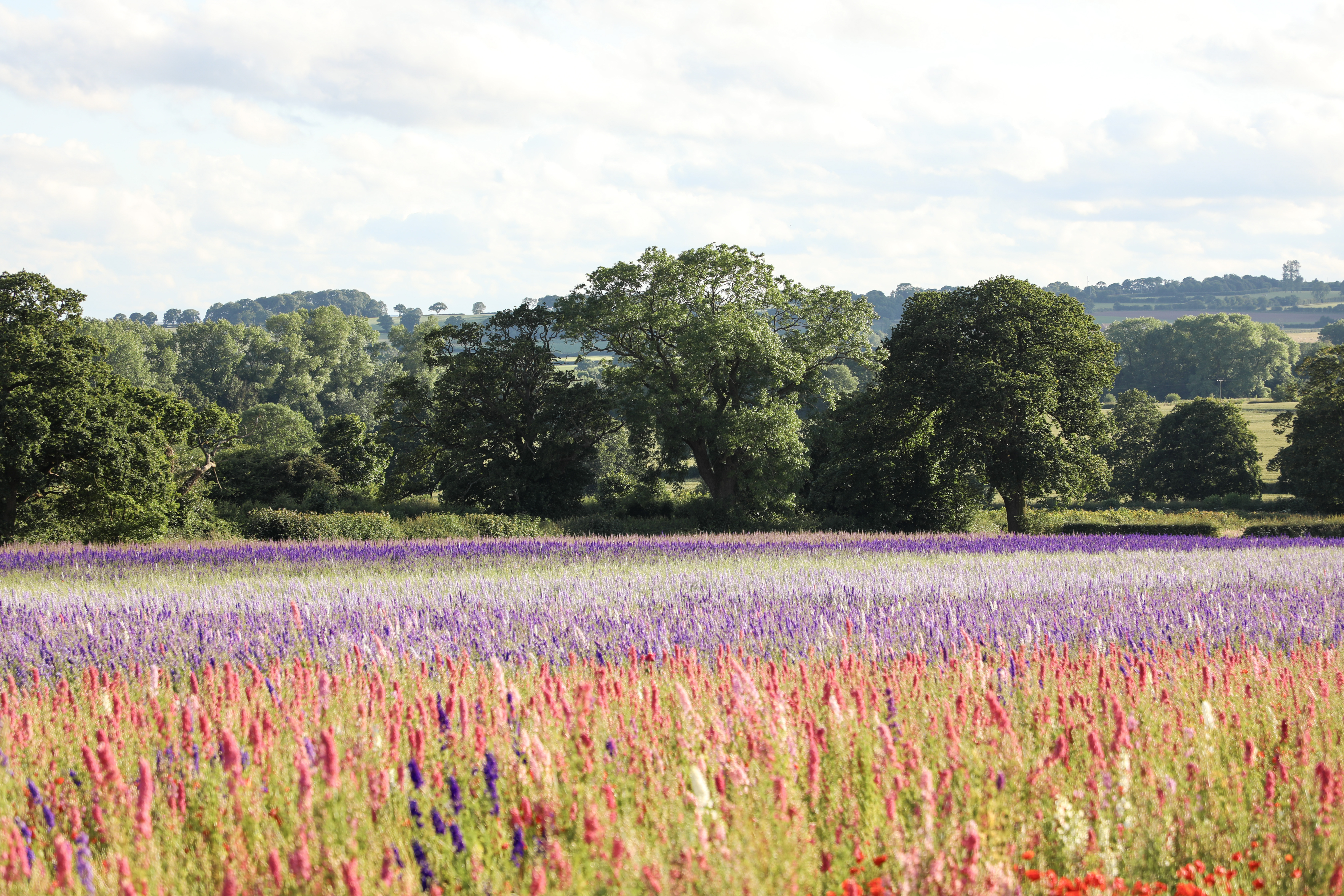 Petals Shropshire 5 2024 Flower Field 3 Ιουλίου 2024 55