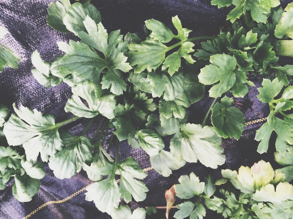 Φυτό Ranunculus