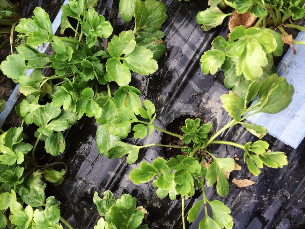 Floraflow με αυξάνεται Ranunculus