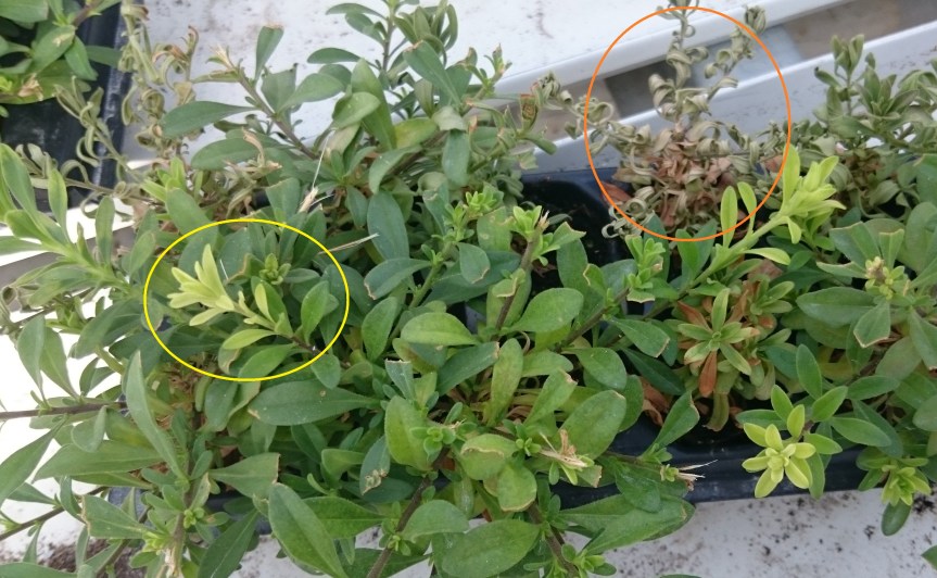 Η κιτρινωμένη ανάπτυξη φυτών (κίτρινος κύκλος) και τα νεκρά βύσματα (πορτοκαλί κύκλος) σε ένα δίσκο βύσμα του Callibrachoa.