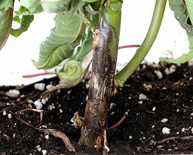 Φωτογραφία: Phytophthora Crown Rot. Το παθογόνο είναι Phytophthora drechsleri, το οποίο προκαλεί μια ρίζα σήψη που μπορεί να επεκταθεί προς τα πάνω στο κάτω στέλεχος. Δεν είναι δυνατόν να γίνει διάκριση αυτού του τραυματισμού από αυτόν που προκαλείται από το Pythium Aphanidermatum, το οποίο βρίσκεται επίσης συνήθως στην Poinsettias. Φωτογραφία ευγενική προσφορά της Cornell Cooperative Extension