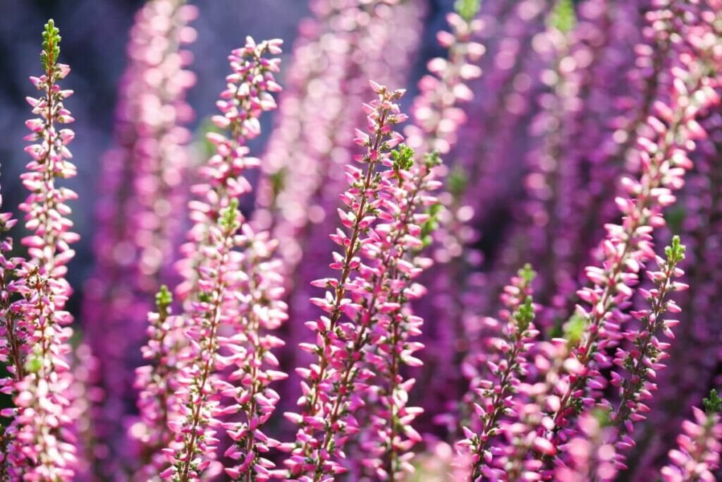 Ροζ λουλούδια heather που μεγαλώνουν σε άγρια φύση