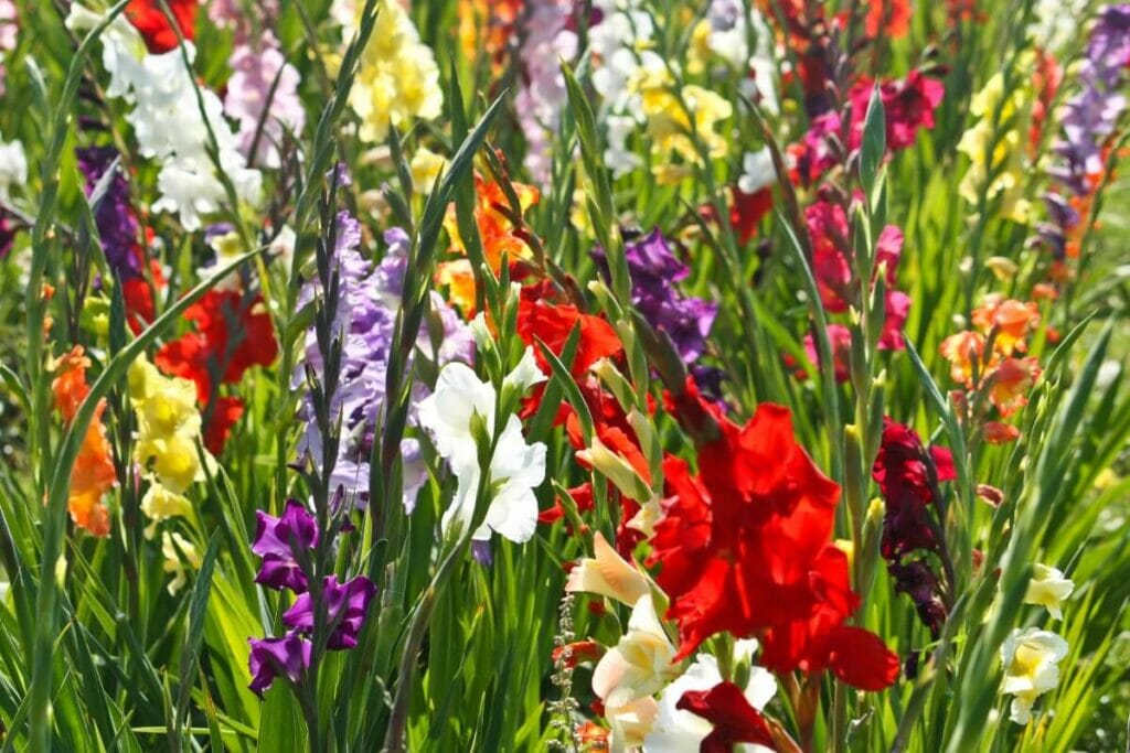 Πολύχρωμο gladiolus που μεγαλώνει σε έναν κήπο