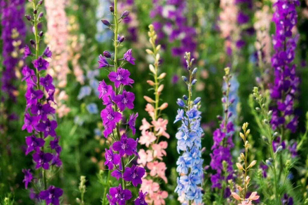 Ψηλό μπλε, ροζ και μοβ larkspurs σε άνθιση